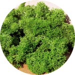 Mech jasnozielony H0-TT, Heki 3210, 30 g