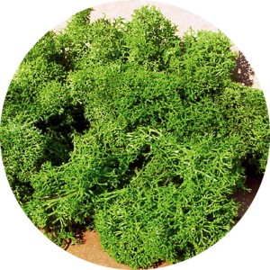 Mech jasnozielony H0-TT, Heki 3210, 30 g