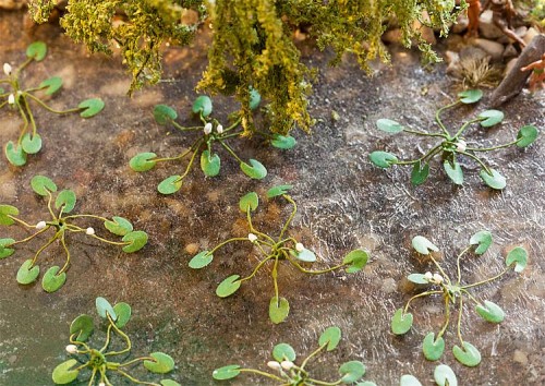 Faller-181260 Lilie-wodne-H0