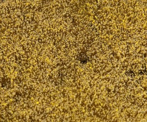 Pole zbożowe H0-TT-N segment krajobrazu, Faller 180466, NA ZAMÓWIENIE