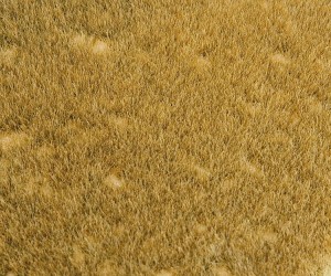 Dzika łąka H0-TT-N segment krajobrazu, Faller 180465, NA ZAMÓWIENIE